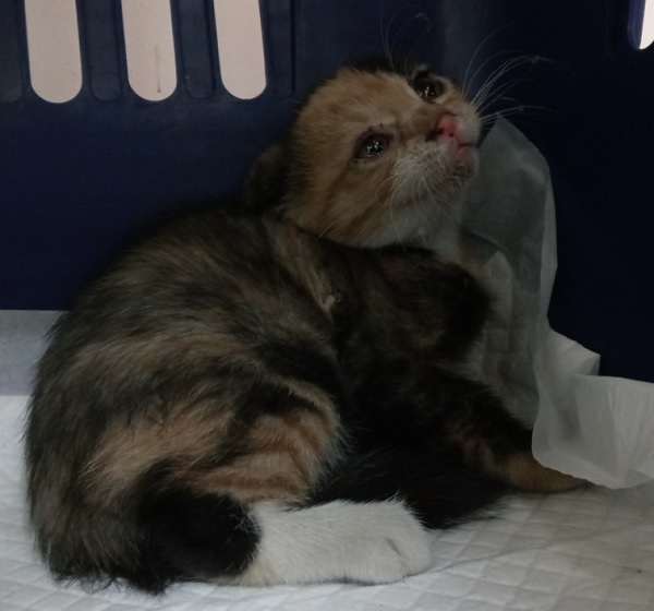 산타클라라동물병원_431369202500733